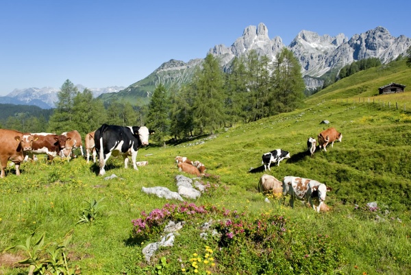 Kühe im Almsommer von Filzmoos, im Hintergrund der Hausberg © TVB Filzmoos